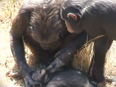 Noel is filmed checking the teeth of a deceased chimpanzee named Thomas.