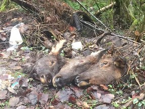 The man laid out the heads of three elk, which had been legally hunted in northern B.C., as a warning to drug users and other miscreants who hang out on a remote road near Sumas Mountain