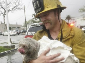 Santa Monica firefighter Andrew Klein holding dog, Nalu, in Santa Monica, Calif., March 21, 2017.