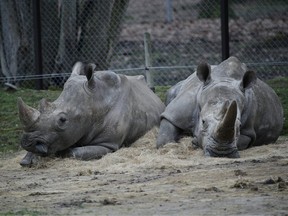 Bruno, left, and Gracie two rhinoceroses rest at the Thoiry Zoo, near Paris, France, Wednesday, March 8, 2017, the zoo where a rhinoceros named Vince was killed and one of it's horns removed using a chain saw.