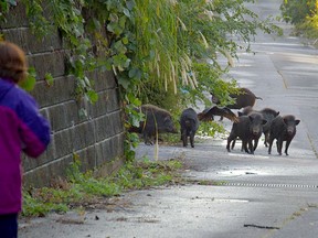 Wild boar and crows in Fukushima Prefecture compete for food scraps.