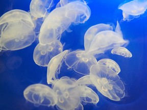 The Vancouver Aquarium is Canada's largest with excellent displays of massive turtles, sharks, dancing jellyfish and more.