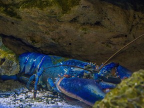 Have you touched a blue lobster lately?