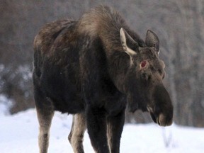 In this Monday, March 6, 2017, photo, a bull moose whose antlers recently dropped walks toward hikers near Connors Bog in Anchorage, Alaska. Confrontations between moose and Alaska residents are leading wildlife officials to warn people to give the animals some distance.