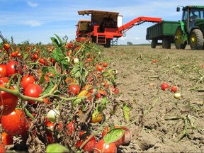 Essex County harvest processing tomatoes.