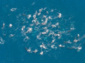Aerial incidental observation of a “super-group” encountered some 5 km west of Crayfish Factory on the west coast of the Cape Peninsula, South Africa.