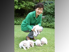 Then president Park Geun-hye with her Jindo puppies at the presidential blue house in Seoul, South Korea, on Sept. 20, 2015.