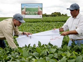 Workers in a field of Monsanto Co. insect-protected Genuity Roundup Ready 2 Yield soybean plants in Brazil, Feb. 15, 2011