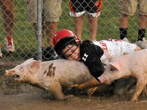 A competitor dives on the back of a pig to try to catch it, July 29, 2011 during the Clark County Fair's Pig Scramble event in Springfield, Ohio.