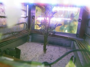 In this March 16, 2017 photo, a potato plant grows inside a simulator in Lima, Peru.  The simulator mimics the harsh conditions found on Mars.