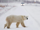 The conflict between polar bears and residential communities has been growing not only in Canada but in Alaska, Greenland and Russia, one expert says.