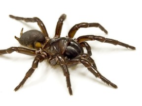 A funnel web spider.