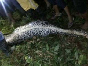 Villagers say a 25-year-old Indonesian man was swallowed whole by a python on the island of Sulawesi.