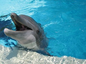 One of the friendly bottlenose dolphins at SeaWorld San Antonio's Dolphin Cove.