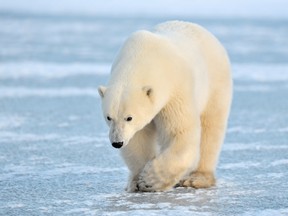A polar bear walks on blue ice in the Canadian Arctic.