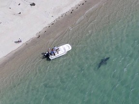 A great white shark swims close to the Cape Cod shore in Chatham, Mass., July 25, 2016.