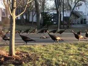 A group of turkeys was recorded circling a dead cat in Massachusetts.