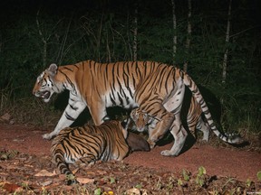 Two tiger cubs investigate a rock along a forest trail as their mother walks past in the jungle in eastern Thailand in this 2016 photo released by that country's Department of National Parks, Wildlife and Plant Conservation.