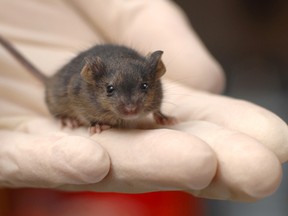 A file photo of a mouse