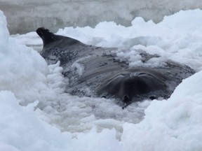 A humpback whale is shown trapped in the icy waters off Old Perlican, N.L. in a handout photo