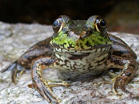 A leopard frog in Green Mountain National Forest, Vermont.