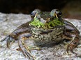 A leopard frog in Green Mountain National Forest, Vermont.