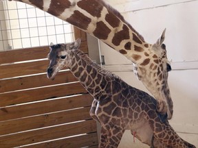 April licks her new calf on April 15, 2017.