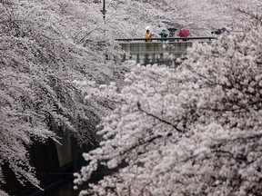 Visitors enjoy the blooming cherry blossoms at the Meguro river in Tokyo, April 9, 2017.
