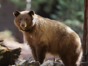 This Nov. 1, 2016 photo provided by Drew Wharton shows a female black bear wearing GPS collar in Yosemite National Park. Rangers on Monday, April 3, 2017, unveiled a website that allows anybody around the world to track the movement of the park's iconic black bears.