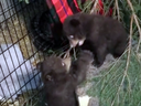 Two of the three bear cubs rescued from Banff National Park play at their new home at Aspen Valley Wildlife Sanctuary in Rosseau, Ontario.