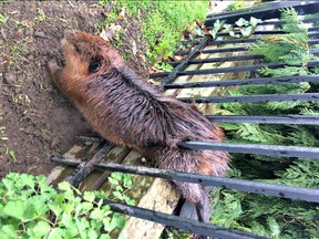 Juvenile beaver stuck in fence in Hamilton.