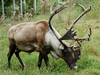 A caribou grazes on some grass at the Ecomuseum in Ste-Anne-de-Bellevue west of Montreal.