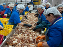 A file photo of workers at F.N. Fisheries Ltd. processing crab in Shippagan, New Brunswick.
