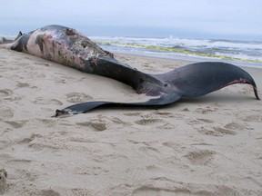 A dead 43-foot-long whale lies on the sand in Toms River N.J. hours after washing ashore on Wednesday April 26, 2017