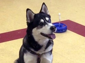 An Alaskan husky named Dakota, March 30, 2017, in Waterville, Maine.