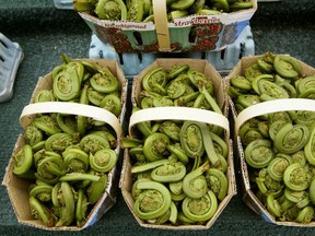Baskets of fiddleheads line the booths in Ottawa's  Byward market Wednesday May 12, 2004.