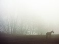 A horse stands on a fog-shrouded hill at a farm on Shannonville Road in Tyendinaga Township northeast of Belleville, Ont.
