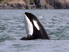 An orca whale pokes her head upward while swimming in the Salish Sea near the San Juan Islands, Wash