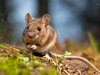 Mouse (not the canned fellow) sitting on the forest floor.