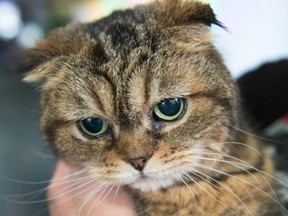 Quebec's oldest cat, Hortense. No relation to Swiss cat but still sad about its demise.