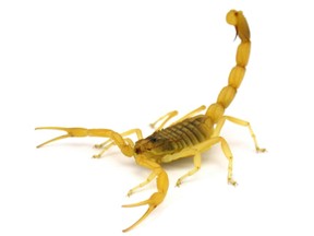 A handout photo obtained on April 4, 2017 shows a scorpion in a defensive posture.