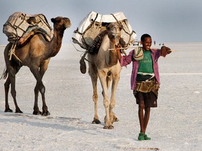 A herder leads camels carrying freshly mined tablets of salt from the Afar Region. The salt once was used as currency by the Abyssinian Empire. Today, each tablet is worth about a dollar.
