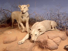 The Tsavo lions.