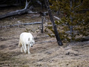 In this April 6, 2016 photo, a white wolf walks in Yellowstone National Park.