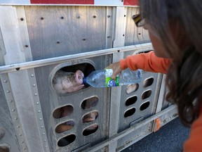 Animal rights activist Anita Krajnc gives water to a pig in a truck