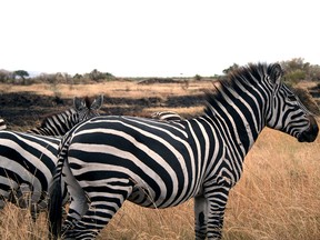 Looking at a zebra's stripes is making humans sick, a new study suggests