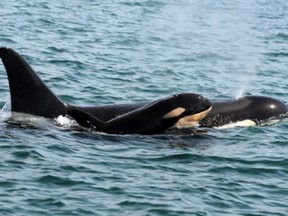 An orca calf - Marine Biologist Nancy Black says the young orcas learn to hunt grey whales from the older members of the pod
