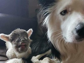 Bella, the lamb, and Blake the dog.