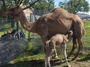Camels on Tim Height's farm. Height is the organizer of the semi-annual Tiger Paw Odd & Unusual Auction.