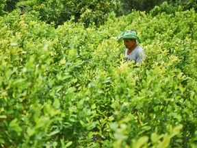 Diositeo Matitui, a 67-year-old coca grower, works in his coca field